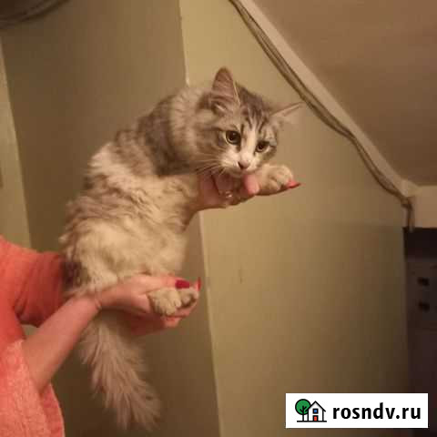 Котик в добрые руки Набережные Челны - изображение 1
