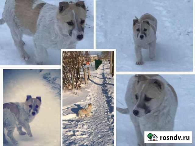 Отдам шенка- девочку даром Красноуфимск - изображение 1