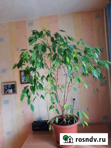 Фикус бенджамина Пенза - изображение 1