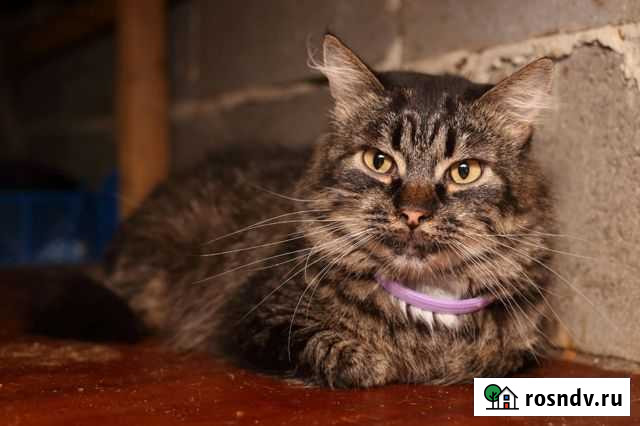 Пушистый кот Мишка в добрые руки Белгород - изображение 1