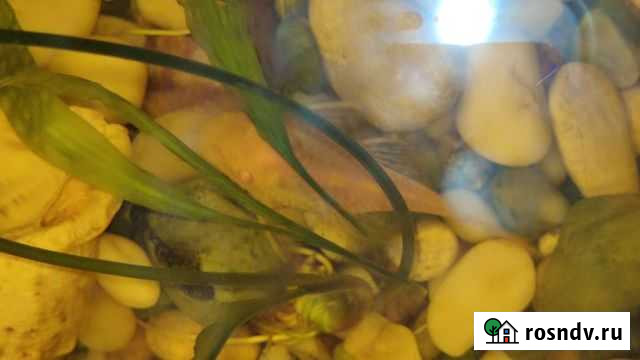 Сомики анциструсы Ижевск - изображение 1