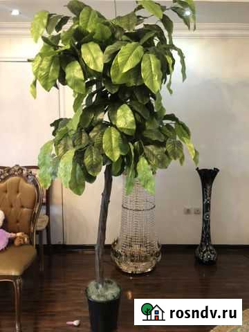 Деревья Грозный - изображение 1