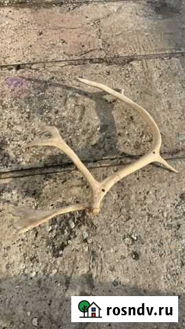 Рог оленя Балтийск - изображение 1