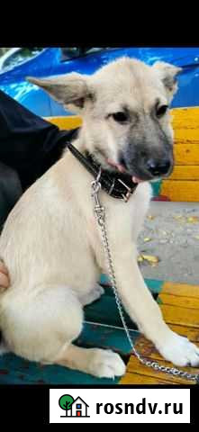 Малышка ищет дом Волгоград - изображение 1