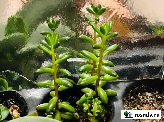 Суккулент Свободы - изображение 1