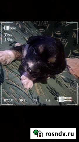 Щенок в добрые руки Пенза - изображение 1