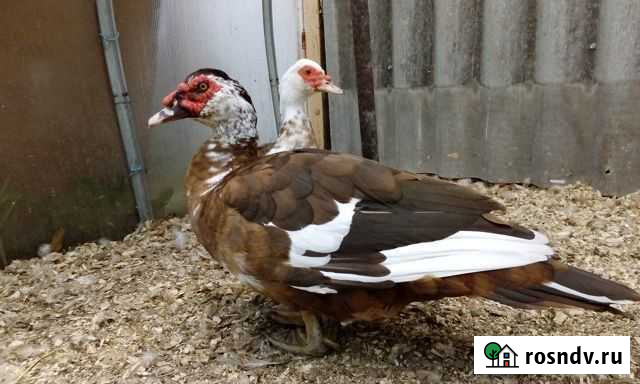 Индоутки Ангарск - изображение 1