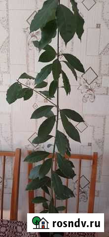 Лавр Петрозаводск - изображение 1