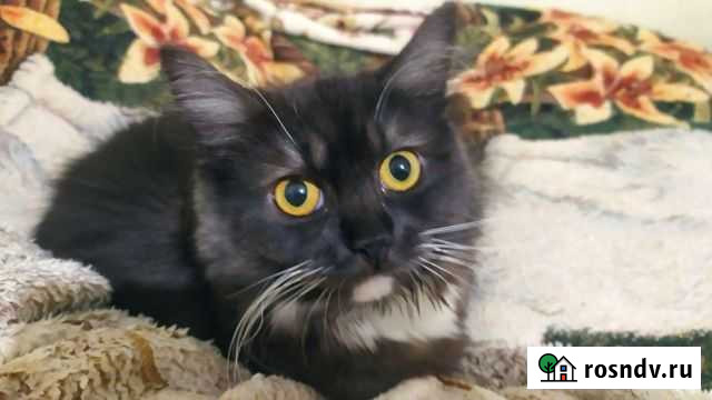 Сибирская кошка Курск - изображение 1