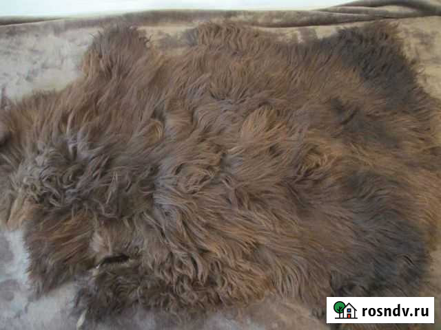 Шкура барана для интерьера Пермь - изображение 1