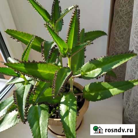 Каланхоэ лечебное, чихалочка Скопин - изображение 1