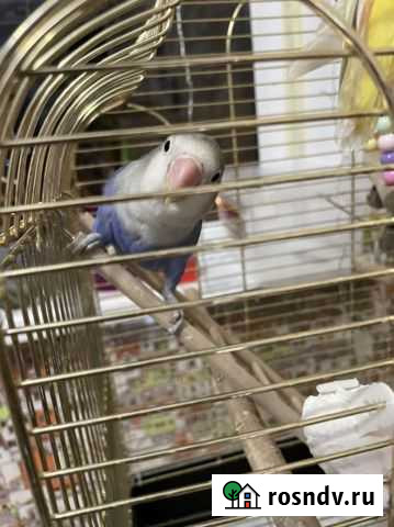 Попугай Пара неразлучники, фишер и розовощекий с к Симферополь - изображение 1