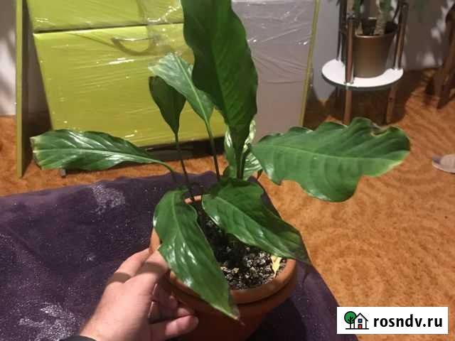 Спатифиллум Сургут - изображение 1