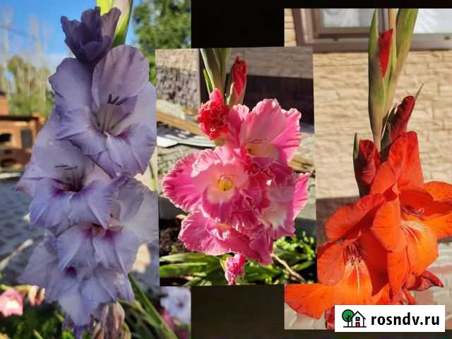 Гладиолусы луковицы Благовещенск - изображение 1