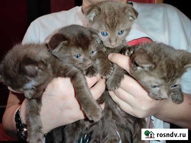 Шотландские котята Серпухов - изображение 1
