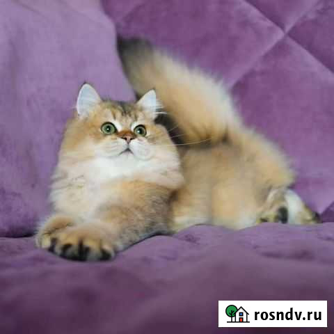 Британский кот на вязку Воронеж - изображение 1