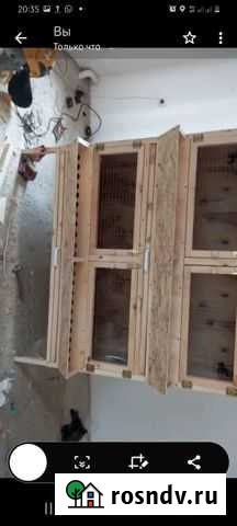 Брудеры для цыплят Шали - изображение 1