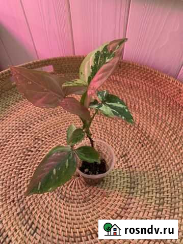 Сингониум «Рэд спот триколор» Киров - изображение 1