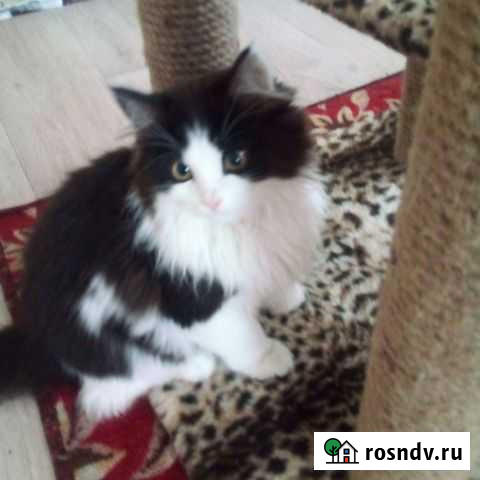 Кошка Магнитогорск - изображение 1