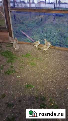 Куропатка Химки - изображение 1