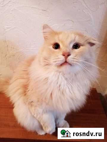 Котик Ульяновск - изображение 1