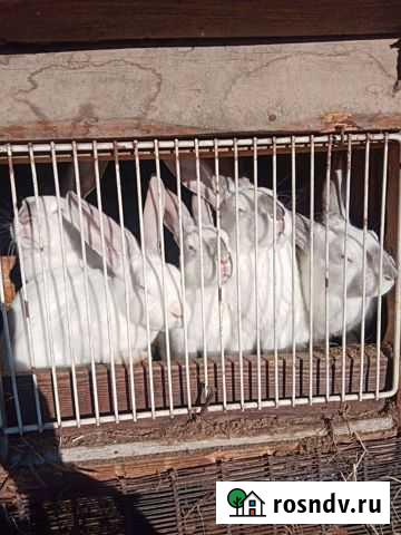 Кролики Хомутово - изображение 1