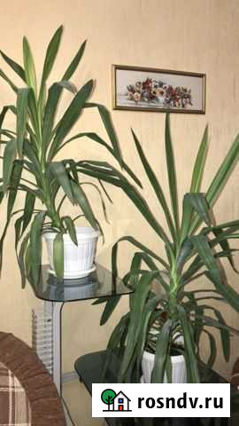 Продаю комнатные цветы в офисы Новокузнецк - изображение 1