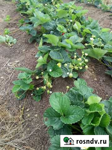 Клубника Началово - изображение 1