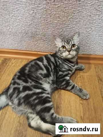 Шотландский котик Волгоград - изображение 1