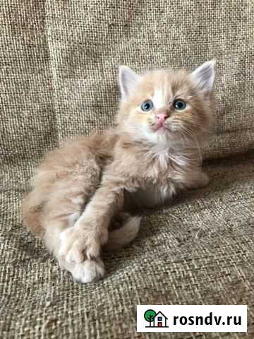 Продаю котят Нижний Новгород - изображение 1