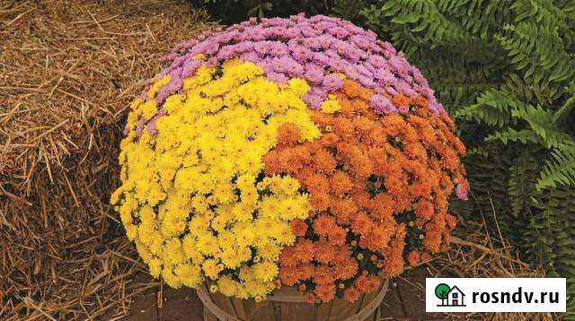 Петуньи, Хризантема, Гвоздика, Алиссум Ангарск - изображение 1