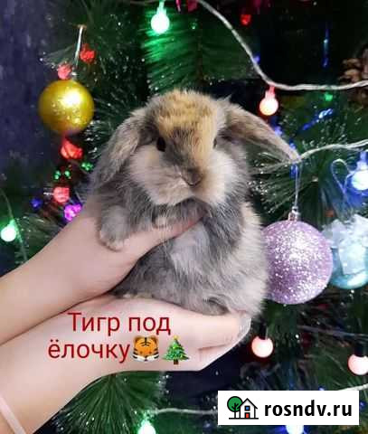 Карликовые крольчата Ростов-на-Дону - изображение 1