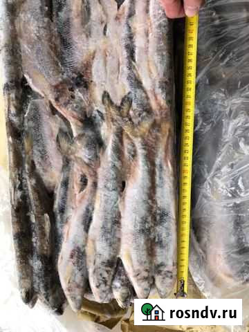 Корюшка нр 17+; 25+ с/м Химки - изображение 1