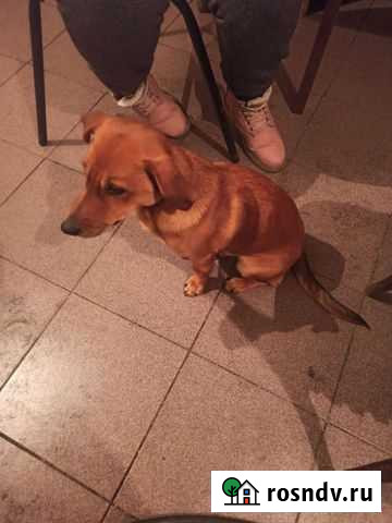 Такса, в добрые руки Арсеньево - изображение 1