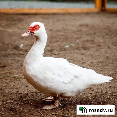 Индаутка Новокузнецк - изображение 1