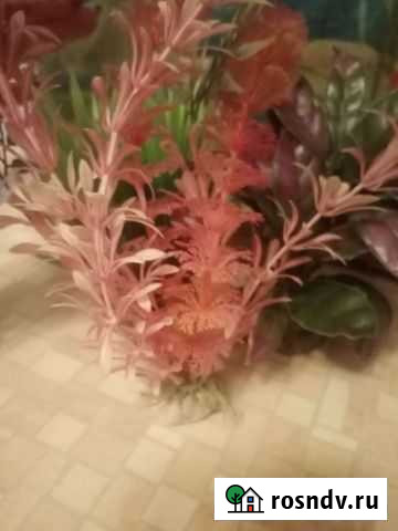 Искусственные растения для аквариума Чита - изображение 1