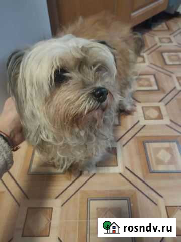 Собака в добрые руки Великий Новгород - изображение 1