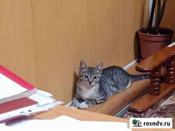 Котёнок мальчик Смоленск