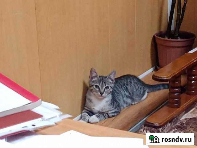 Котёнок мальчик Смоленск - изображение 1