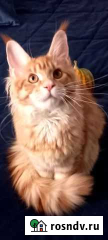 Котята мейн-кун Новосибирск - изображение 1