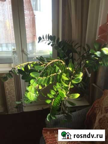 Замиокулькас Омск - изображение 1