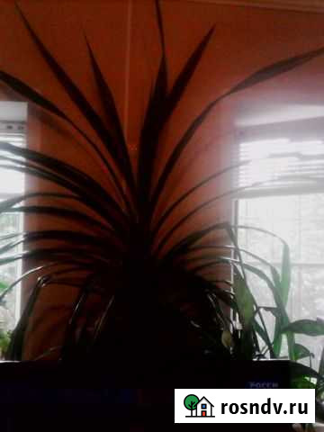 Продам цветок Жигулевск - изображение 1