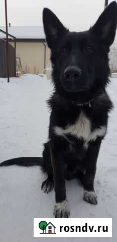 Собака в добрые руки Екатеринбург - изображение 1