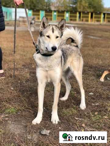Певунья метис лайки и хаски Екатеринбург - изображение 1