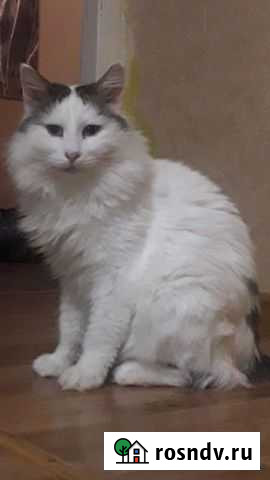 Крупный кот Нижний Новгород - изображение 1