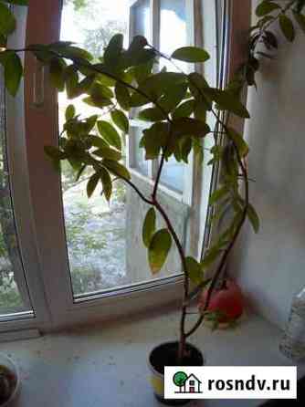 Лимоны Ульяновск