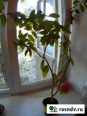 Лимоны Ульяновск - изображение 1