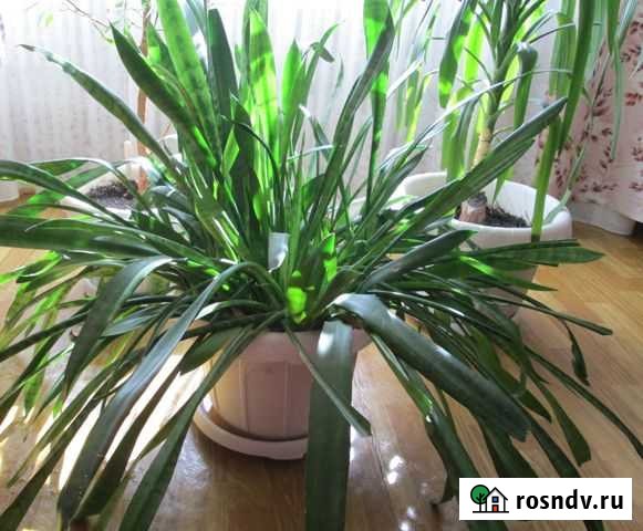 Сансевиерия Ангарск - изображение 1