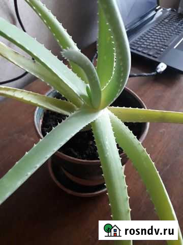 Алоэ настоящий Валуйки - изображение 1