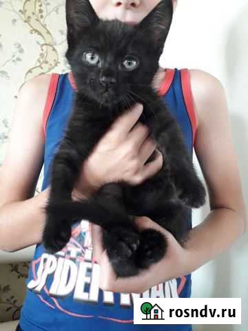 Кошка Троицк - изображение 1